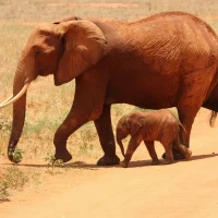 Adult African elephant and calf walking side by side in the sunny savanna.