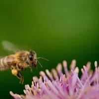 bumblebee, hovering, flower wallpaper, nectar, insect, bloom, hoverfly, flower background, blossom, nature, bee, collect, pollination, hover, animal, flight, flower, wings, fly, beautiful flowers, world bee day