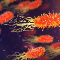 bacteria, microbiology, organism, biology, science, medicine, healthcare, microscopic, disease, genetic, bacteria, bacteria, bacteria, bacteria, bacteria