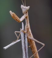 insect, mantis, animal, nature, entomology, fauna, wildlife, predator, antenna, macro
