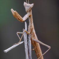 insect, mantis, animal, nature, entomology, fauna, wildlife, predator, antenna, macro