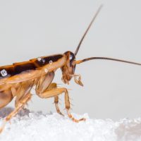 blattella germanica, german cockroach, unhygienic, disgust, insect, parasitic, pest, dirty, illness, danger, kitchen, disease, nature, allergy, health, infection, animal, sick, bacteria