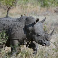 rhinoceros, gray animal, pachyderm, rhino, horn, mammal, animal, wild, wild animal, wilderness, wildlife, animal world, wildlife photography, grass, nature, savanna