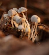 mushrooms, fungi, nature, fall, macro, microorganism, biology