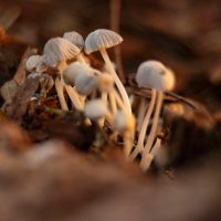 mushrooms, fungi, nature, fall, macro, microorganism, biology