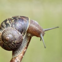 snail, shell, invertebrate, sensor, spiral, creeping animal, animal, nature, snail, snail, snail, snail, snail