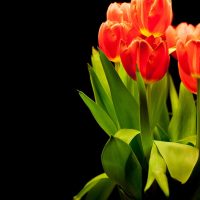 tulips, flowers, petals, flower wallpaper, nature, bouquet, floral arrangement, plant, bloom, beautiful flowers, blossom, flowering plant, ornamental plant, flower background, flora
