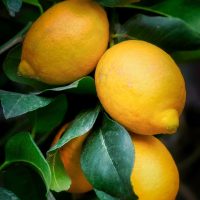 lemons, fruits, citrus, mediterranean, plant, nature, close up