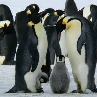 A group of emperor penguins with their chicks on a snowy landscape showcasing family bonding in the wild.