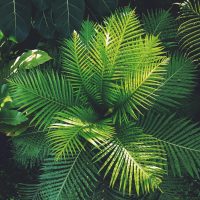 Vibrant green ferns captured in a lush Berlin garden setting, showcasing nature's beauty