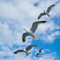 Seagulls gracefully flying against a bright blue sky with fluffy clouds, capturing the essence of avian freedom.
