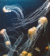 A stunning underwater view of jellyfish gracefully swimming, showcasing their ethereal beauty and intricate tentacles.