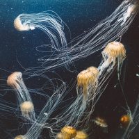 A stunning underwater view of jellyfish gracefully swimming, showcasing their ethereal beauty and intricate tentacles.