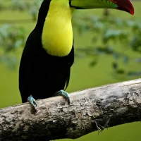 Colorful keel-billed toucan perched on a branch in lush greenery, showcasing its vibrant beak.