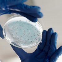 Close-up of hands in gloves holding a petri dish for microbiology analysis in a lab.