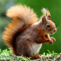 Close-up of a charming red squirrel in natural habitat, showcasing its vibrant fur and curious expression.